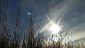 Read more about the article Free HD Tall Grass Motion Background