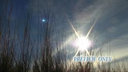 Read more about the article Free HD Tall Grass Motion Background