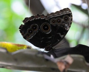 Read more about the article Free Butterflies Motion Background