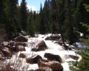 HD Mountain River and Evergreen
