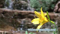 Read more about the article Garden And Flower Motion Background