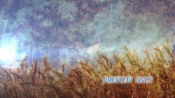 Read more about the article Grunge Wheat Fall Motion Background