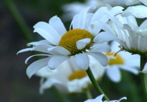 Read more about the article Summer Flowers Worship Background Propresenter