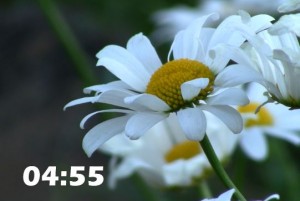 Read more about the article Summer Flowers 5 Minutes HD Countdown