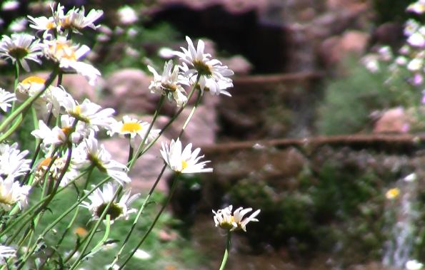 Read more about the article Flowers And Waterfall Motion Background