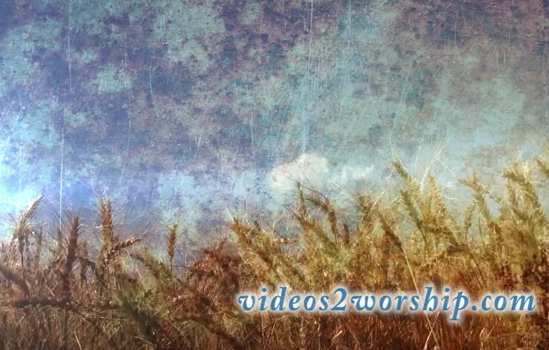 Grunge Wheat: Fall Motion Background