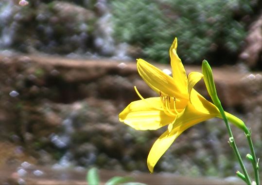 Summer Flower Motion Background