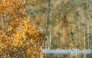 Read more about the article Aspen Trees: Fall HD Moving Worship Video