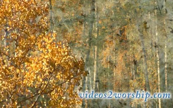Aspen Trees: Fall Moving Worship