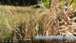 Read more about the article Free Particles And Grass Nature Loop