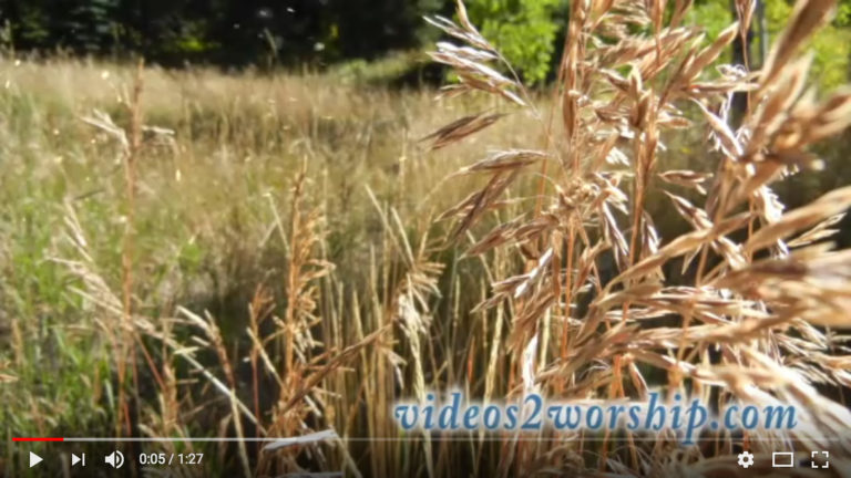 Read more about the article Free Particles And Grass Nature Loop