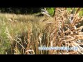 Particles And Grass: Autumn Video