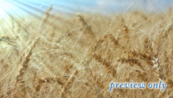 Thanksgiving Wheat Field Motion Background