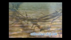 Read more about the article Free Crown Of Thorns And Water Loop