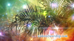 Palm Sunday: Branch And Stars Motion