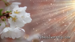 Mother's Day Spring Flowers Background