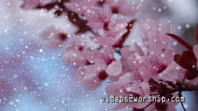 Read more about the article Pink Tree Flowers Worship Motion