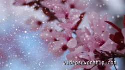 Pink Tree Flowers Background