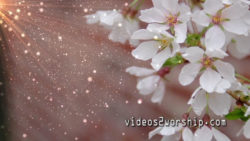 Read more about the article Spring Flowers: Easter Resurrection Loop