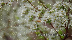 Read more about the article White Tree Flowers: Spring Motion