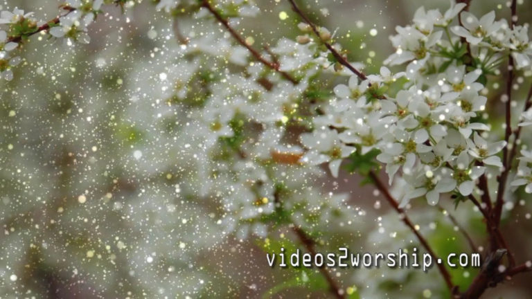 Read more about the article White Tree Flowers: Spring Motion