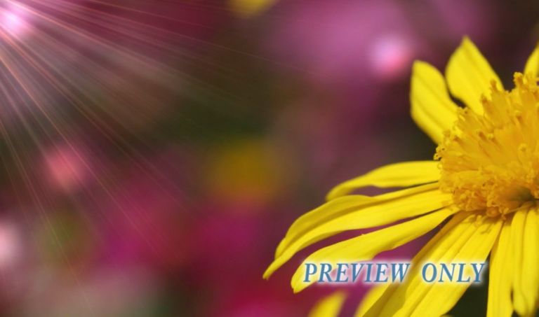 Read more about the article Mother’s Day Yellow Flower Worship Loop