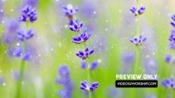 Read more about the article Summer Flowers Motion Background