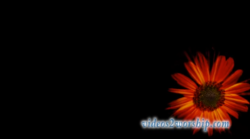 Read more about the article Free Red Autumn Flower Background