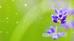 Flower Worship Background Graphics
