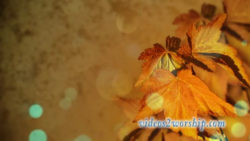 Autumn Motion Graphics Background Video