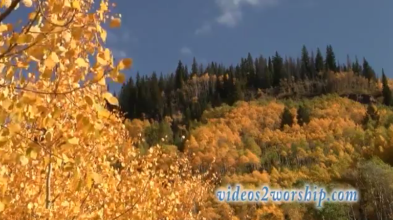 Read more about the article Apen Tree Moving In The Wind