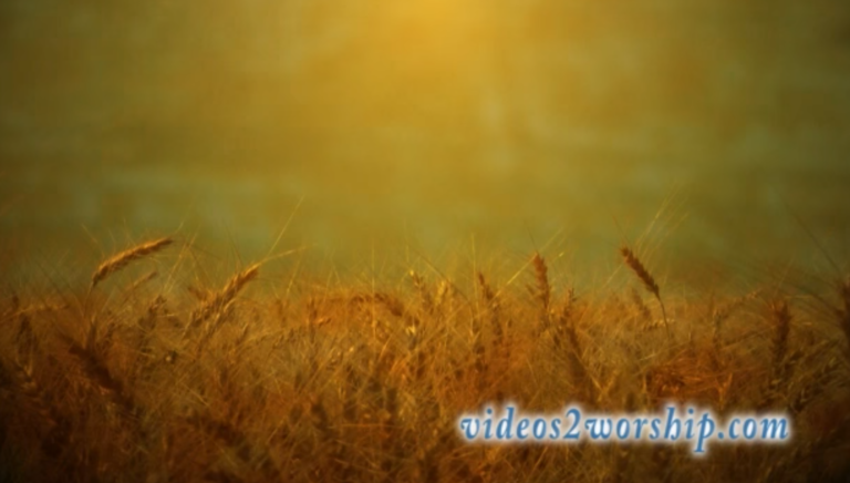 Read more about the article Grunge Wheat Field: Autumn Loop