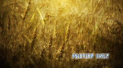 Read more about the article Autumn Harvest Golden Wheat Motion
