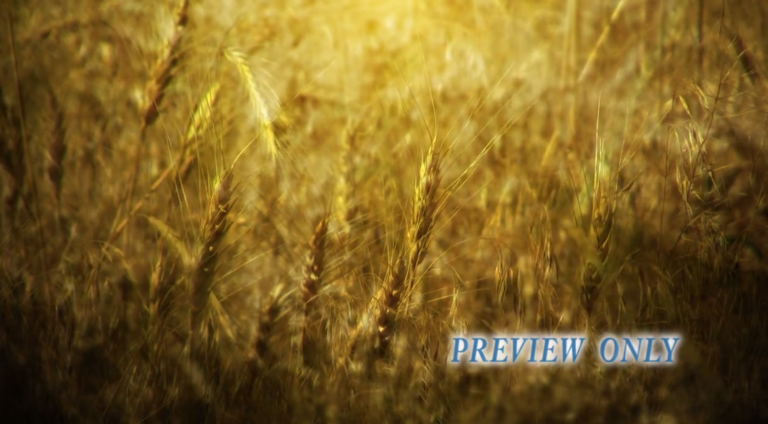 Read more about the article Autumn Harvest Golden Wheat Motion