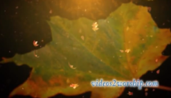 Read more about the article Leaf Worship Video Background