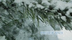Read more about the article Winter Background: Evergreen And Snow