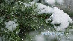 Read more about the article Falling Snow On Evergreen Branch