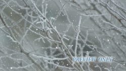 Read more about the article Frosted Tree Branches And Falling Snow