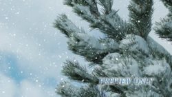 Read more about the article Evergreen And Falling Snow Background