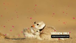 Mothers Day Love Birds And Hearts Motion