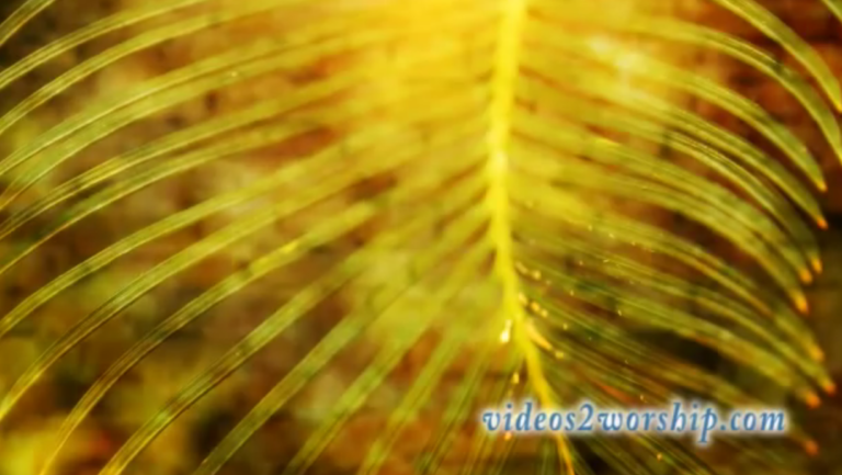 Read more about the article Palm Branch Worship Background