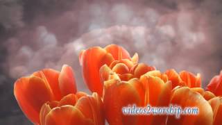 Read more about the article Tulips Clouds And Blurred Particles