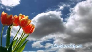 Read more about the article Red Tulips And Slow Moving Clouds