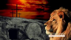 Read more about the article The Risen Jesus Christ Is The Lion