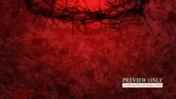 Read more about the article Crown Of Thorns And Blood Drops