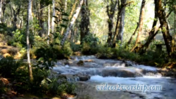 Read more about the article River In The Forest Motion Loop