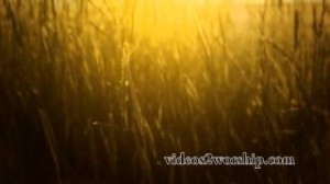 Read more about the article Tall Grass: Summer Worship Background