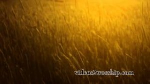 Read more about the article Tall Grass: Fall Worship Motion