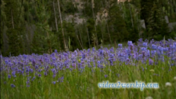 Read more about the article Mountain Flowers Worship Motion