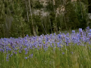 Mountain Flowers Worship Motion